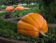 Giant Pumpkin Seeds (Cucurbita maxima) valued by growers for organic Home Farm Growing