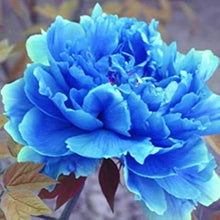 Peony Paeonia Suffruticosa Blue Tree Seeds valued for home Bonsai