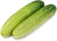 Long Greek Cucumber Cucumis sativus for planting in garden