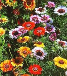 Chrysanthemum Chrysanthemum Seeds (Morifolium multicolor) for a lasting display in the backyard gardening and home garden beds