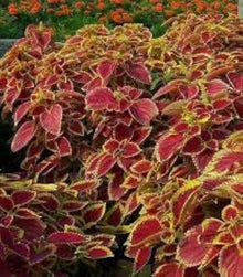 Coleus Plants for a bright addition to the Pink Garden