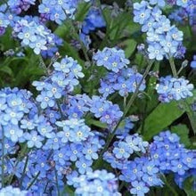 Myosotis Sylvatica Forget-Me-Not Seeds for colorful blooms in the Flower Bed & Home Garden
