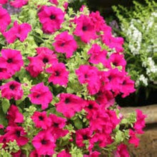 Petunia Seeds for growers seeking a long-blooming display