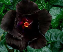 Hibiscus Hibiscus Rosa-Sinensis Rare Pink Gray Purple Seeds valued for decorative Landscaping