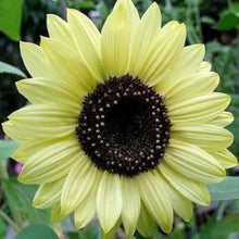 Heirloom Edible White Sunflower Seeds
