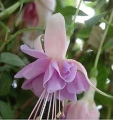 Fuchsia Seeds (Fuchsia spp.) for growers filling out the hanging baskets and flower beds