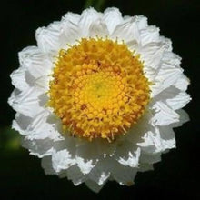 White Winged Everlasting Seeds known for dried Arrangements