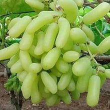 Grape Seeds (Vitis vinifera) for growers planting the Sweet Backyard Garden