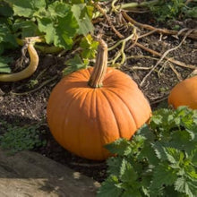 Giant Orange Pumpkin Cucurbita Seeds for productive rows in the Vegetable Patch Backyard