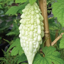 Green Sweet Pepper Seeds for growers stocking the Balcony Containers