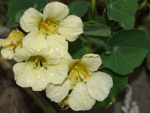 Nasturtium Yetti Creamy White Flower Seeds â€“ Annual Garden Blooms