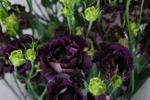 Lisianthus Eustoma Grandiflorum Black Pearl and Lime Green Seeds for a homegrown harvest from the Cut Flower Gardens