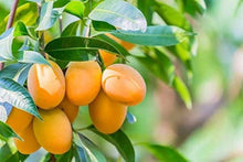 Mango Seeds (Mangifera indica) for sweet homegrown fruit in the Tropical Garden