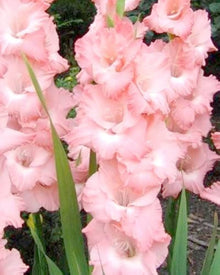 Gladiolus Flower ��������� Gladiolus spp. ��������� for planting in light pink garden