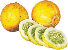 True Lemon Cucumber Seeds for a fresh homegrown crop from the Refreshing Garden Cucumbers