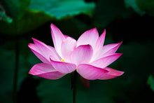 Loto Flower Nelumbo Nucifera Seeds for seasonal color across the Pond & Flower Bed