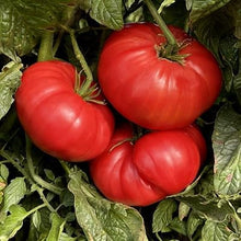 Aussie Beefsteak Tomato Seeds (Solanum lycopersicum) for a reliable harvest in the medium to large garden beds