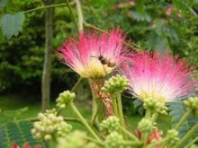 Albizia Flower Mimosa Seeds for long-term planting in the Landscape Beauty