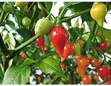 Mad Hatter Pepper Seeds (Capsicum annuum) for productive rows in the Vegetable Garden