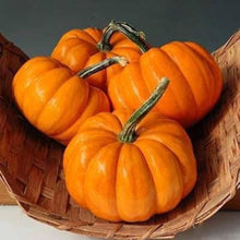 Jack-Be-Little Pumpkin Seeds prized among growers for miniature Pumpkins