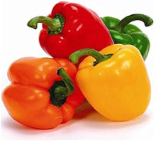 Chili Pie Bell Pepper Seeds for growers stocking a kitchen garden
