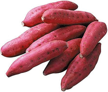 White Skin Sweet Potatoes Tuber Seeds for growers seeking a long-blooming display
