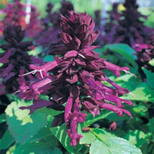 Salvia Splendens Sizzler Purple flower seeds â€“ vivid annual garden display