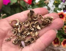 Calendula Seeds (Calendula officinalis) for a bright addition to the Medicinal Herb Flower Border
