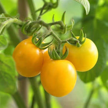 Yellow Tomato Seeds (Solanum lycopersicum) for growers stocking the Vegetable Balcony Planters