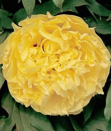 Yellow Sunshine Shrub Peony Seeds for a colorful addition to any planting