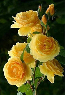 Yellow Rose DIY Garden Seeds for gardeners building out beds and borders