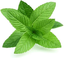 White Mint Plants for a fragrant addition to the herb patch