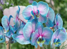 Orchid Seeds for a bright addition to the Home Flower Garden
