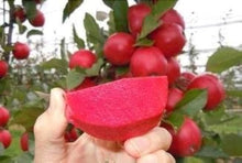 Kinds of Rare China Seeds known for big Bonsai & Sweet Apple Plants