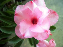 Desert Rose Adenium Obesum Lila Pink Flower Seeds for Planting – Best for Home Garden and Container Growing