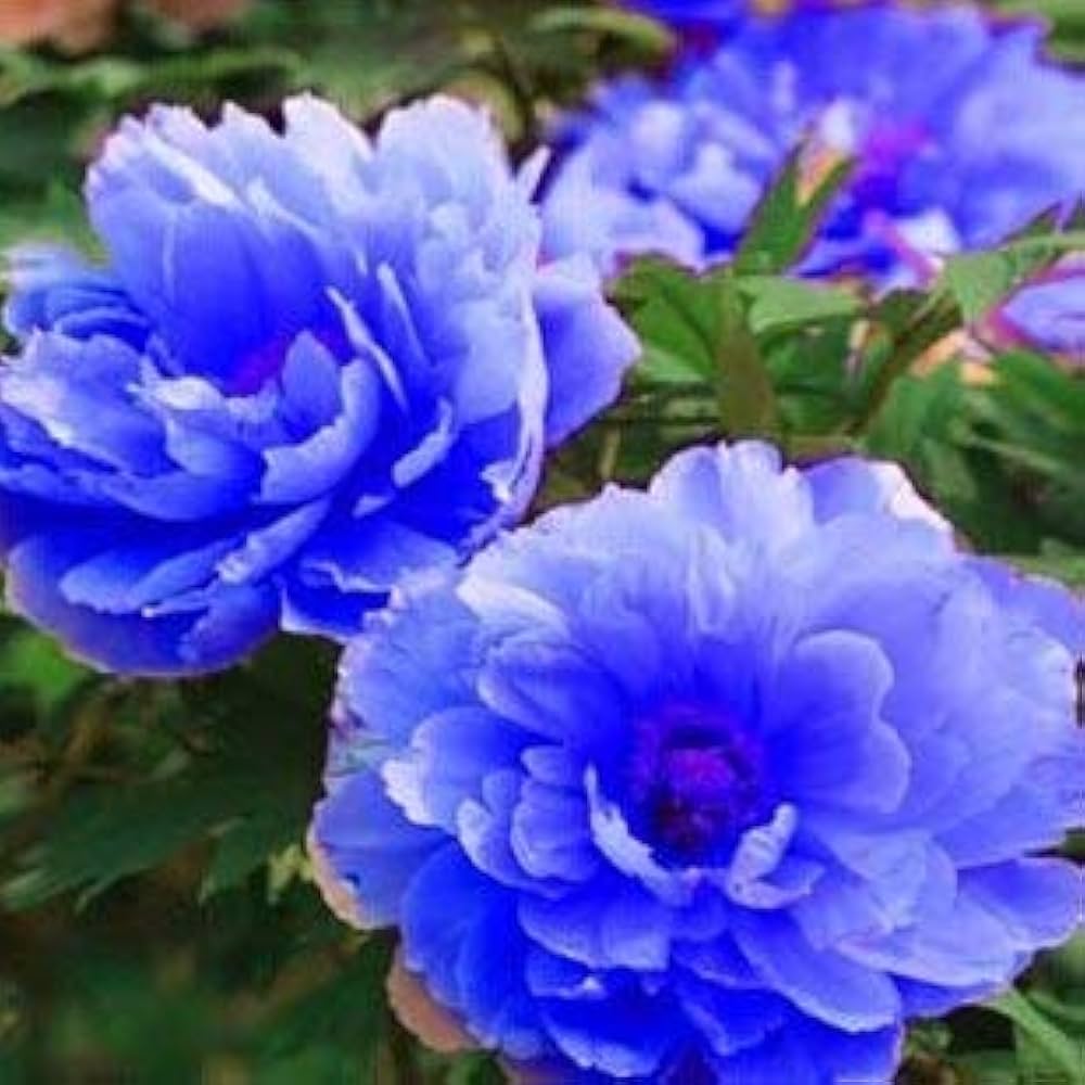 Blue peony flower seeds for garden cultivation