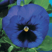 Pansy Delta Pre Deep Blue Seeds prized for deep Blue Pansy Flowers