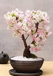 Cherry Blossom Prunus Serrulata Japanese Sakura Seeds grown for home Landscaping