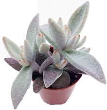 Kalanchoe Seeds (Kalanchoe blossfeldiana) for a bright addition to the Indoor Garden & Flower Bed