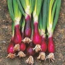 Onion Seeds (Allium cepa) for a fresh homegrown crop from the Tropik Kitchen Garden