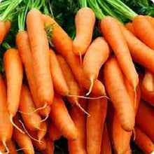 Little Fingers Carrot – Daucus carota – organic mini carrot planting