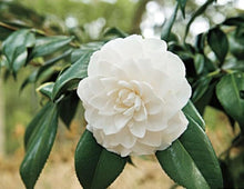 Don Mac Camellia Antique Seeds for reliable seasonal color