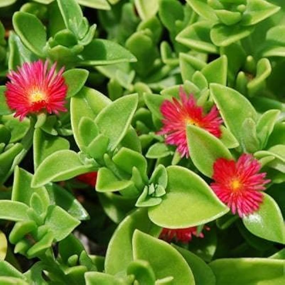 Ice Plant Delosperma Cooperi Bright Red Flower Seeds for Planting – Ground Cover Flower Seeds for Sunny Garden Spaces