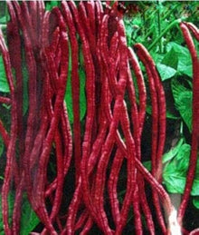 Cowpea Seeds (Vigna unguiculata) for colorful blooms in the Long White Red Pattern in Backyard Garden