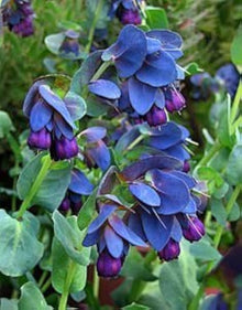 Heirloom Cerinthe Honeywort Shrimp Plant Seeds