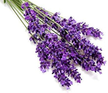 Lavender Seeds for cooks growing the Lavandula bed aromatic garden