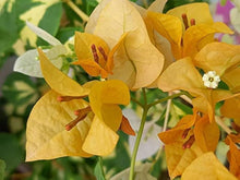 Bougainvillea Bougainvillea Spectabilis Seeds grown for vertical Outdoor Decor