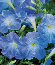 Blue Petunia Seeds for a lasting addition to the Bonsai Flower Yard