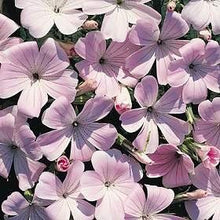 Agrostemma Githago Pink Seeds valued for bright Pink Flowers