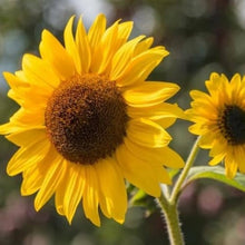 Mini Sunflower Seeds (Helianthus annuus) for seasonal color across the Flower Garden